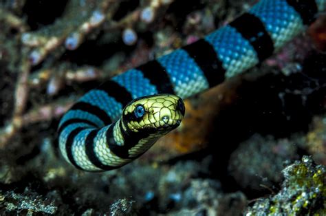 Venomous Sea Snake Facts (Hydrophiinae and Laticaudinae)