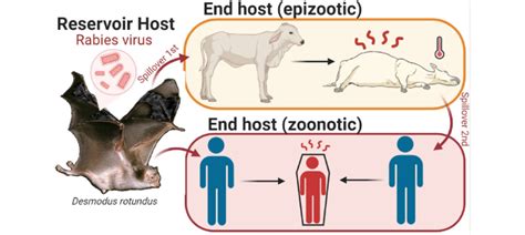 Desmodus rotundus rabies virus spillover and onward transmission ...