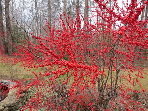 Living With Color Designs: Winterberry