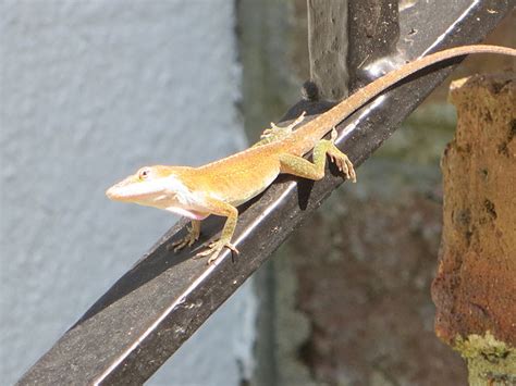 Anolis carolinensis - Wikipedia