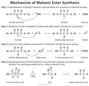 Malonic Ester Synthesis: Definition, Examples, and Mechanism