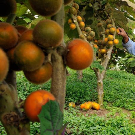 Naranjilla - Lulo Seeds (Solanum quitoense) - Price €1.95