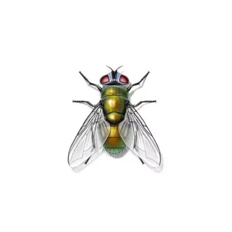 Blow Fly Identification, Habits & Behavior | Russell's Pest Control