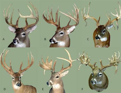 Whitetail Deer Antler Diagram