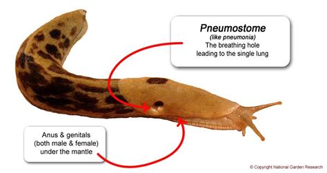 Slug and Snail Anatomy | Slugs, Home learning, Getting rid of slugs