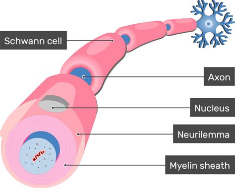 Myelination of Axons by Schwann Cells | GetBodySmart