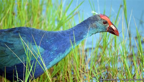 Beddagana Wetland Park | AmazingLanka.com