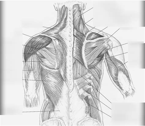 Upper Body Muscle Anatomy Chart