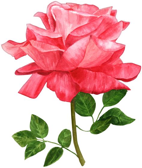Watercolor Roses Images at GetDrawings | Free download