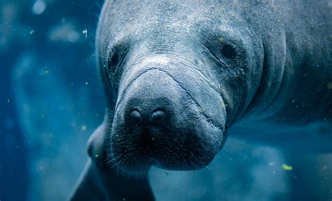 Crystal River Manatee Swimming Adventure Shore Excursion in Orlando