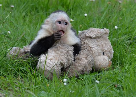 This species of Brazilian monkey has been using stones as tools for 700 ...