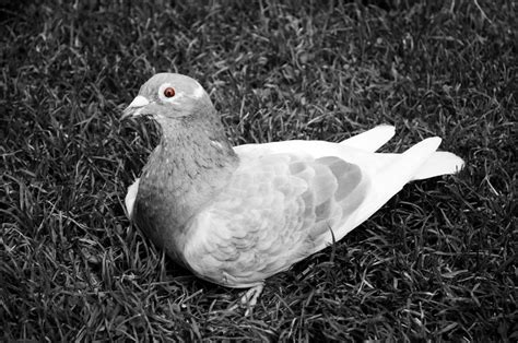 Free Images : nature, grass, wing, black and white, animal, alone, isolated, fly, photo, female ...