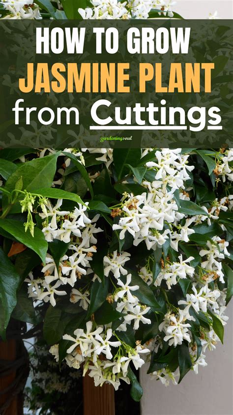 How to Grow Jasmine Plant from Cuttings