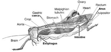 Grasshopper Anatomy - Anatomy project