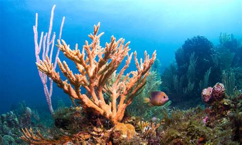 WWF and WCS share a new tool for studying—and saving—coral reefs | Stories | WWF