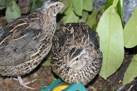 Homers Homestead - The Back Garden Poultry Hatcher: Quail hatching