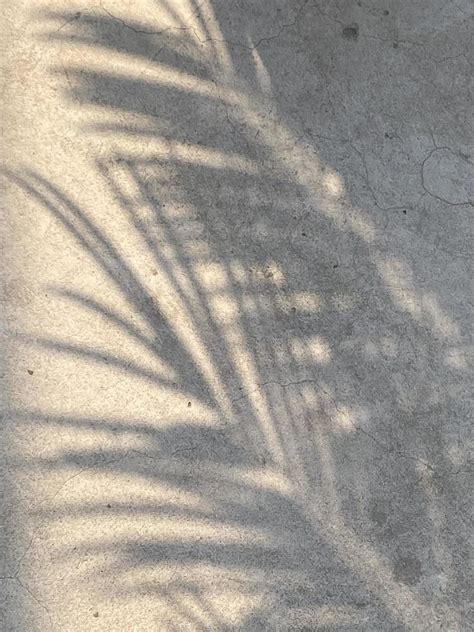 Shadow leaves on old wall background 20412056 Stock Photo at Vecteezy