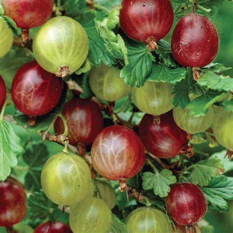 Gooseberry plants are easy to cultivate | Garden Making