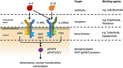 Frontiers | The Regulatory Effects of Interleukin-4 Receptor Signaling on Neutrophils in Type 2 ...