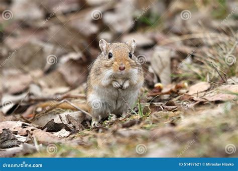 Gerbil standing stock image. Image of little, jird, cute - 51497621