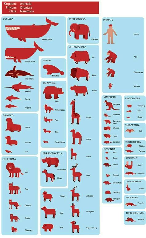 Mammalian Classification Of Mammals Chart - Dogs And Cats Wallpaper