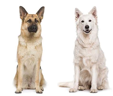 White Swiss Shepherd vs German Shepherd - Spot the Difference | ZooAwesome