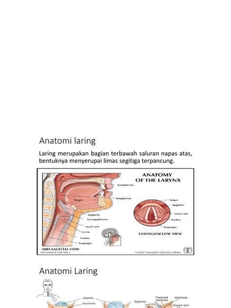 Anatomi Dan Fisiologi Laring | PDF