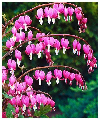 awesome Impressive Bleeding Heart Flower Arrangement Check more at http ...