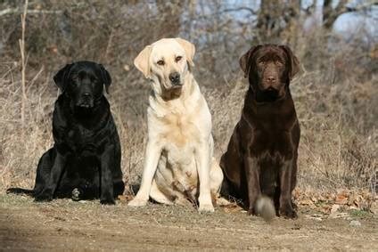 Labrador Dog Pictures To Colour - PetsWall