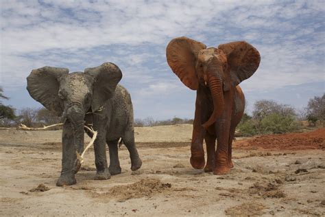 Here come the Baby Elephants - East Africa Safari Ventures