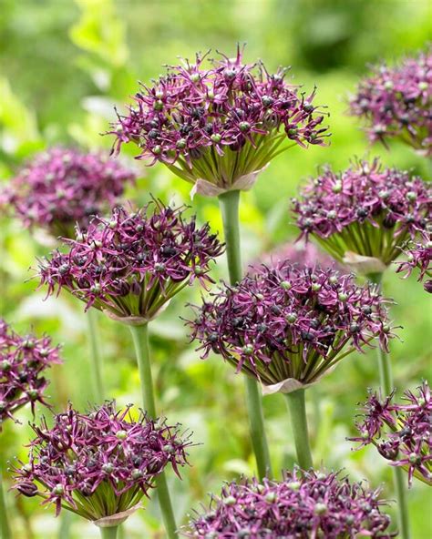 Allium miniature 'Atropurpureum' Ornamental Onion from ADR Bulbs