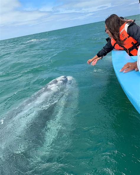 Baja Mexico's Best Tour: Guerrero Negro Whale Watching