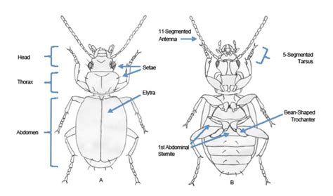 Carabidae Ground Beetles