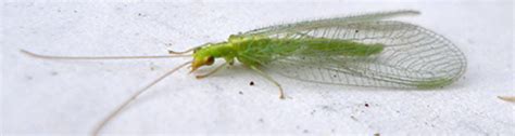 Lacewing Larvae: Don't Take Out the Trash - UF/IFAS Extension Clay County