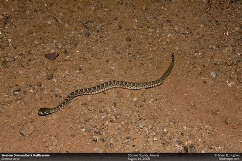 Small Baby Rattlesnake Tail at Antonio Pittman blog