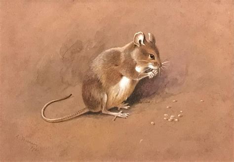 Archibald Thorburn - A field mouse at 1stDibs