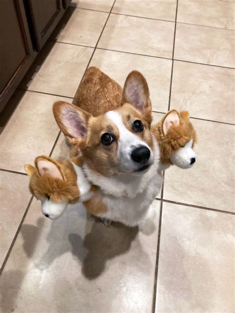 OMG, Cerberus dogs! The perfect three-headed pet costume - OMG.BLOG