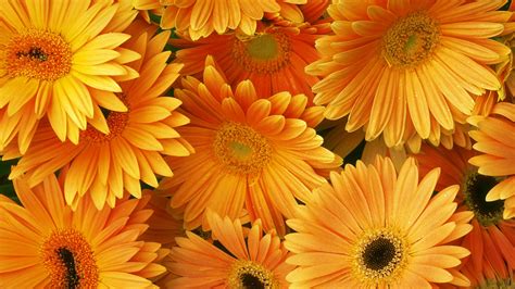 HD Orange Flowers Wallpapers | Download Free - 793915