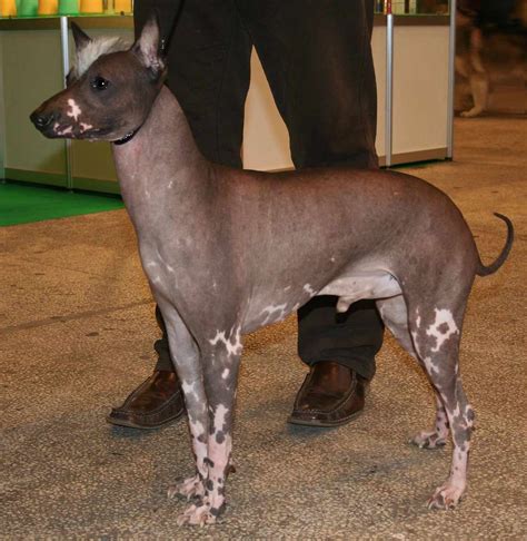 10 Best Hairless Dog Breeds