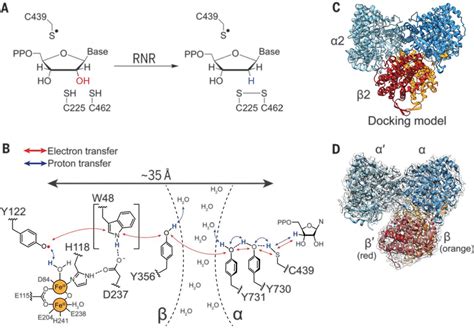 Structure of a trapped radical transfer pathway within a ribonucleotide ...