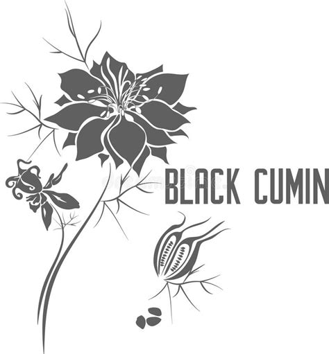 Black Cumin Flower and Seeds Vector Illustration Stock Vector ...