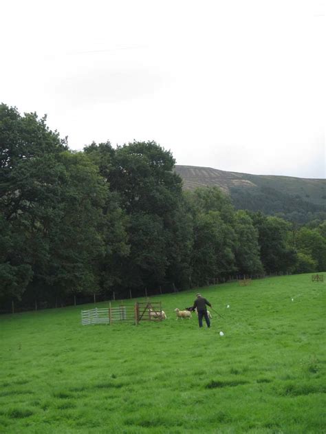 Annual Sheep Dog Trials – Rhandirmwyn & District Community Association