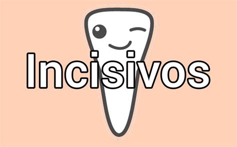 Dientes Incisivos: Función y Anatomía【2020】