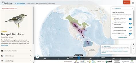 Blackpoll Warbler Migration Map