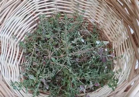 How do you harvest thyme? - Gardening Channel