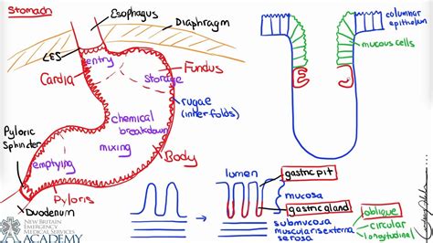 Stomach & Gastric Secretion - YouTube