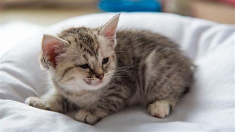 Understanding Feline Calicivirus and Limping Calicivirus - National ...