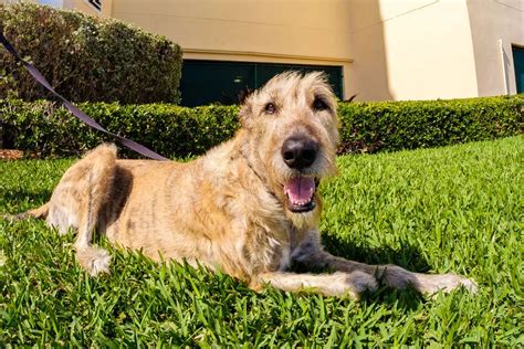 15 Fascinating and Popular Irish Wolfhound Mix Breeds