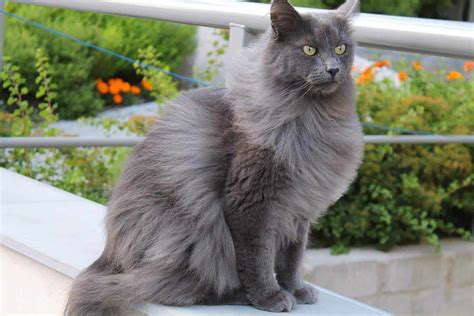 Nebelung Cat Breed Profile | Cat-World