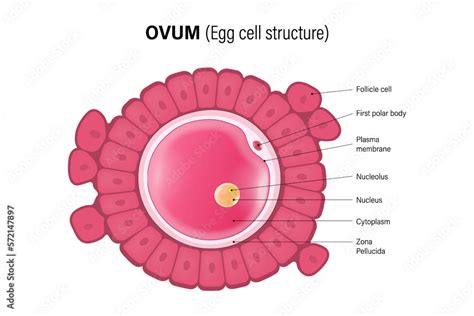 Ovum, Egg cell structure. Oocyte. Woman Reproductive system. Gametogenesis. Stock Vector | Adobe ...